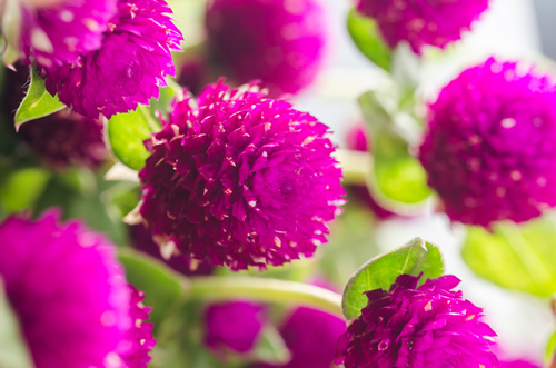 Globe Amaranth or Bachelor Button flower macro close-up shot in nature